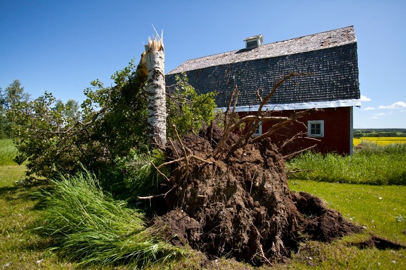 Two trees that fell on the property of Sherry Jones west of Bowden