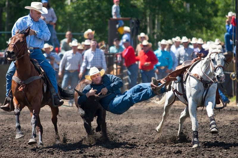 Cam Leeson of Ponoka leaps onto a steer during the steer wrestling event in the Dogpound Stampede.