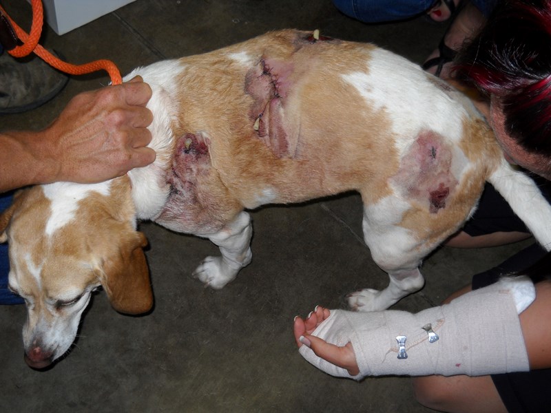 A beagle hurt during the July 26 Akita attack in a garage at a Mountain View County property near Didsbury is attended to after the incident.