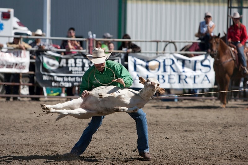 Lindsay Taylor of Parkland manoeuvres his calf during the calf roping event at the Didsbury Rodeo.