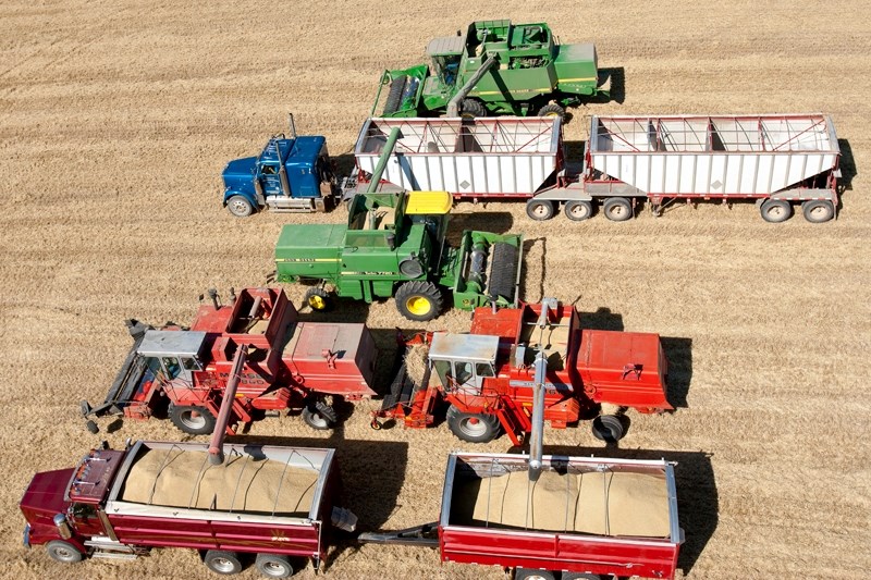 Four combines load barley into trucks on the Christopherson farm in the Hainstock area.