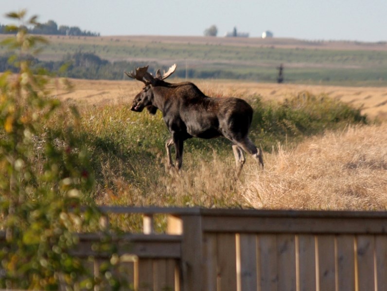 This moose made a surprise visit to Carstairs on Sept. 21. It darted between some houses on West Highland Place before running out to the field behind the houses.