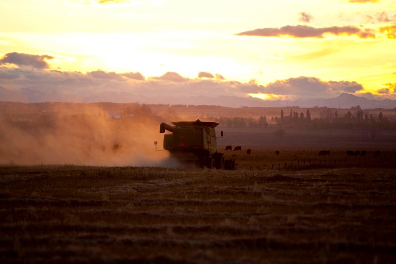 A farmer harvests his crop at sunset just outside of Didsbury.