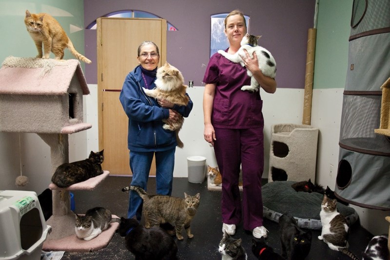 Edna Jackson (left) and Jen Fitzpatrick with some of the cats they are currently housing in the Tails to Tell animal shelter last Thursday.