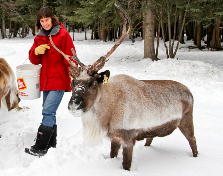 Monika Hoegger keeps a herd of about 30 reindeer at her Bergen ranch.