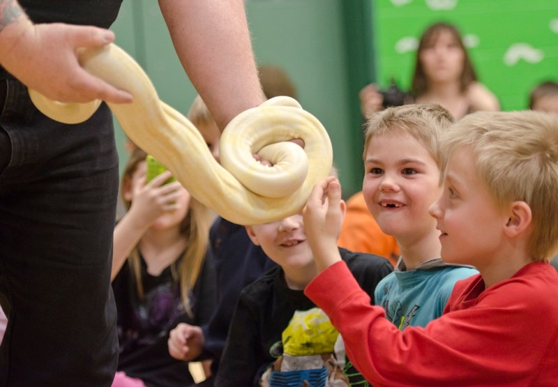 Reed Ranch student Christopher Johnson takes a closer look at an albino boa constrictor as Korbin Cornell feels it during Dean Harper&#8217;s Wrappin About Reptiles