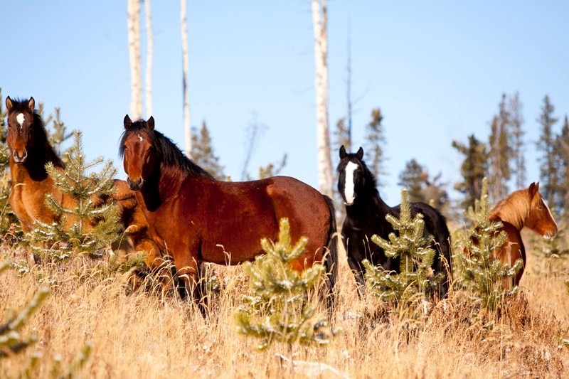 A small herd of horses in the wild found about 30 kilometres west of Sundre in a forestry area outside of Bearberry.