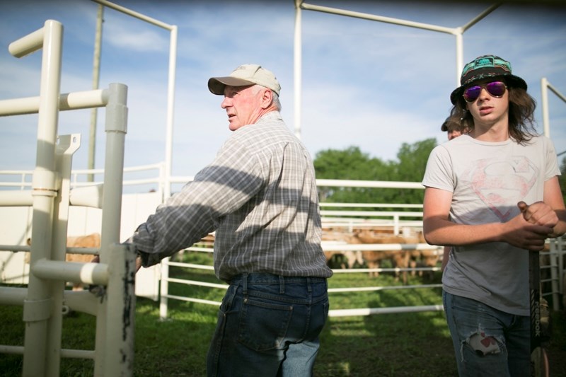 Larry Gano, left, and Dawson Jacobs help load cattle into a trailer at the Ganos&#8217; farm southwest of Cremona.
