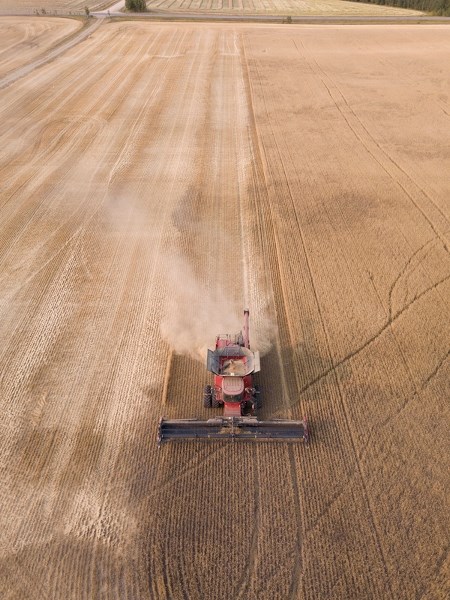 A farmer combines wheat in a field southwest of Olds.