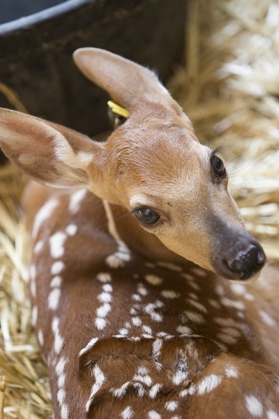 A fawn looks out of an enclosure.
