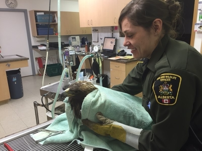 Fish and Wildlife officer Samantha Hillier holds one of two golden eagles inadvertantly caught in wolf snares west of Sundre.&lt;br /&gt;photo courtesy Sundre Fish and