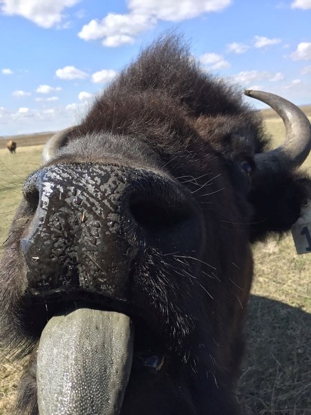 A bison gets up close to photographer Samantha Hillier on a farm outside Olds last week. Hillier, a Fish and Wildlife officer, was at the site to investigate the killing of a 