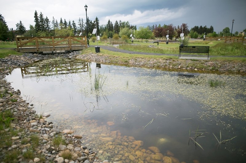 One of the ponds at the Olds College treatment wetlands.