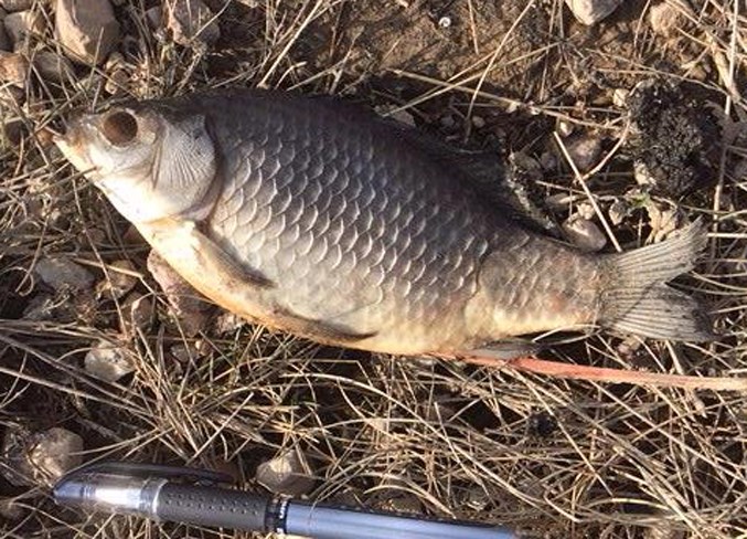 A Prussian carp