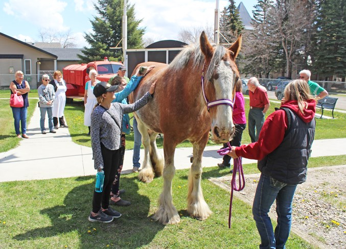 horse at museum bright
