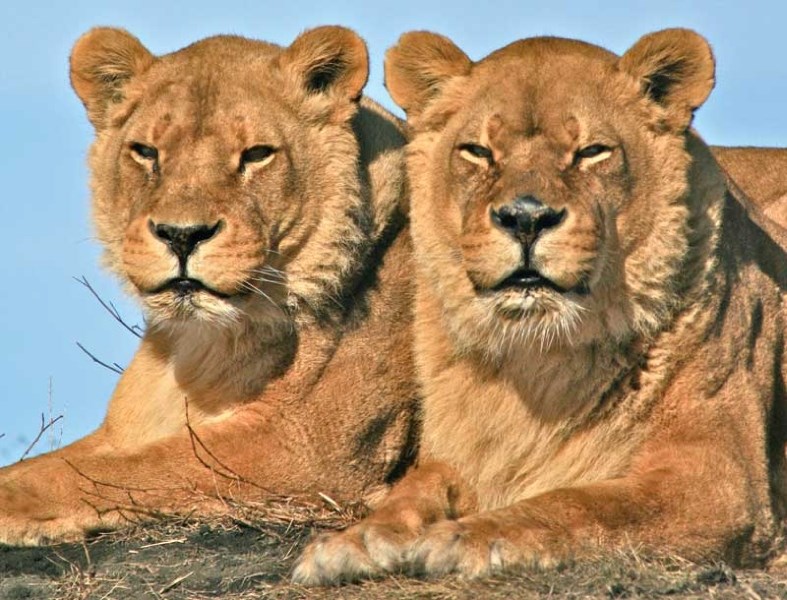 Tawni, left, and Nauschka, the two lionesses at Discovery Wildlife Park had to be put down last week due to old age health issues. Photo provided by Discovery Wildlife Park