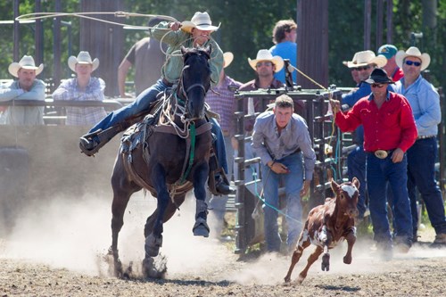 Kirk Robinson rushes out of the gate during the calf roping event of the rodeo.