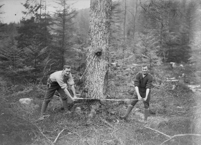 Members of the Canadian Forestry Corps toppling a tree for the war effort in Europe.