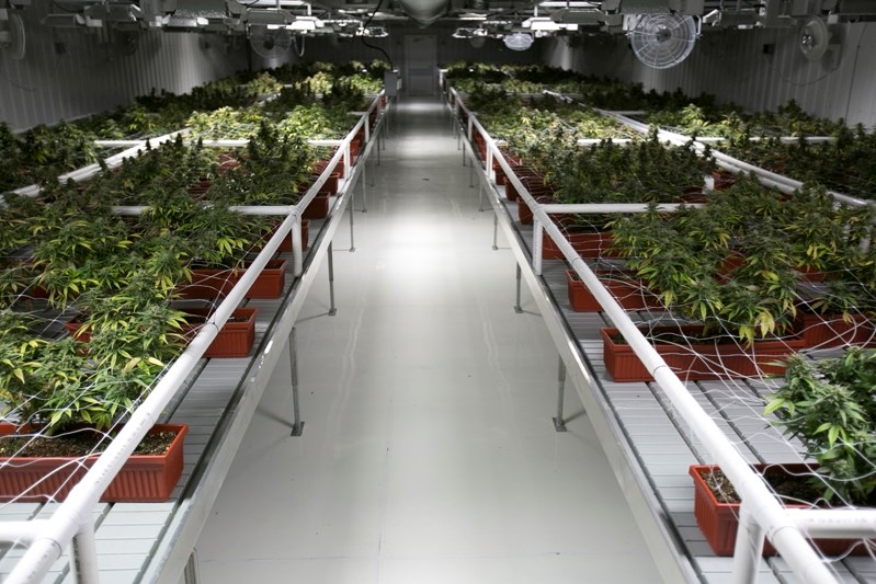 Two company plans to produce medical marijuana in Olds have been approved by Olds town council.