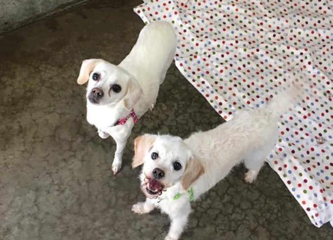 Two of the dogs seized from the Blue Bird Motel.