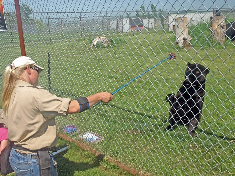 Serena Bos, pet zoo keeper at Discovery Wildlife Park, gives Magnum, the 11-year-old jaguar, a snack before a captive audience last week. Staff at innisfail&#8217;s zoo