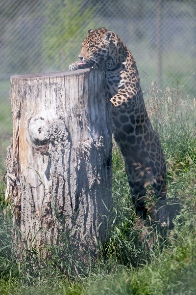One of the Discovery Wildlife Park&#8217;s two jaguars performs in a jaguar show at the park on July 16.