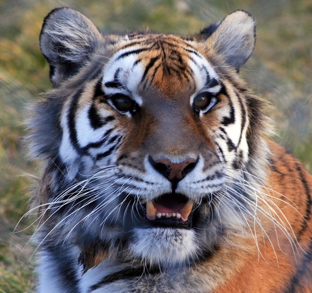 A chuffing Nika the tiger greeted visitors at Innisfail&#8217;s Discovery Wildlife Park on Oct. 19. She was moved to the zoo because her mom could not produce milk.