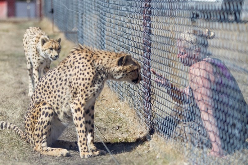 Serena Bos interacts with Robin the cheetah while Annie looks on.