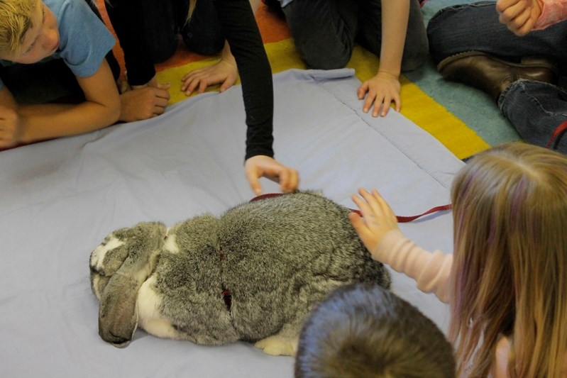 Einstein the bunny being loved by the Grade 4 students of Ecole John Wilson earlier this year. Einstein passed away in late June.
