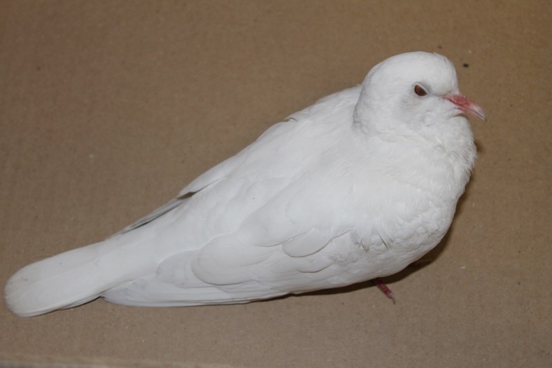 Innisfail&#8217;s dove waits in a cardboard box at the Town of Innisfail office prior to pickup by the Medicine River Wildlife Centre.