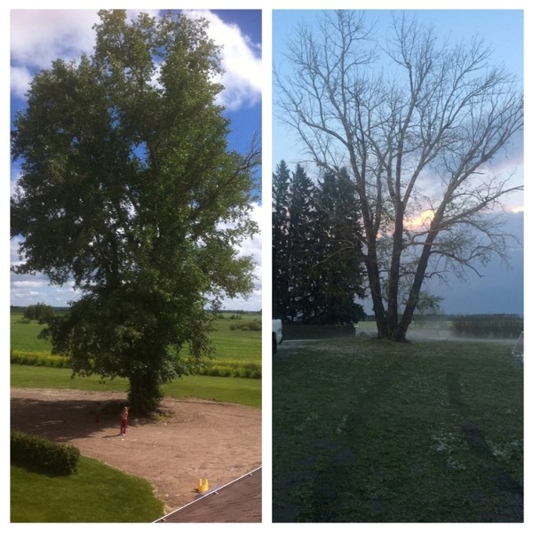 Hail damage west of town from the storm of Aug. 7. Large tree, before and after.