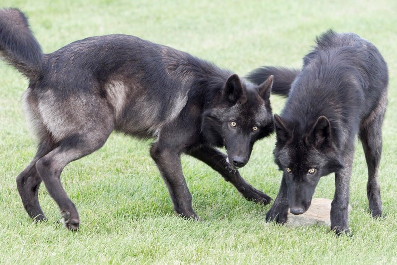 Wolves at play at Discovery Wildlife Park.