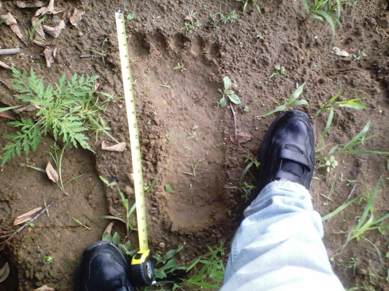 A Sasquatch footprint photographed in comparison to a regular size human print. This clearly shows the difference in foot structure and size.