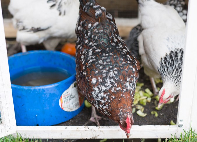 Urban chickens