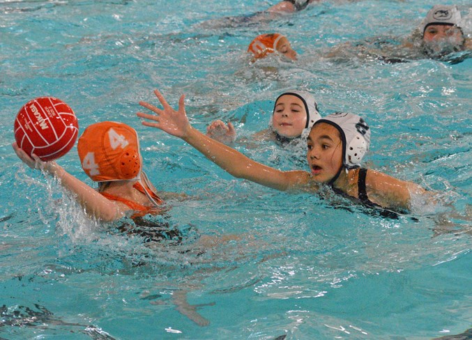 Water Polo WEB