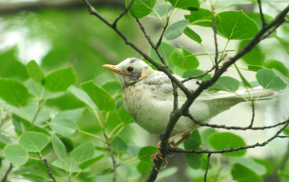 A rare albino robin was recently seen flying around a Central Alberta farm south west of Sylvan Lake.