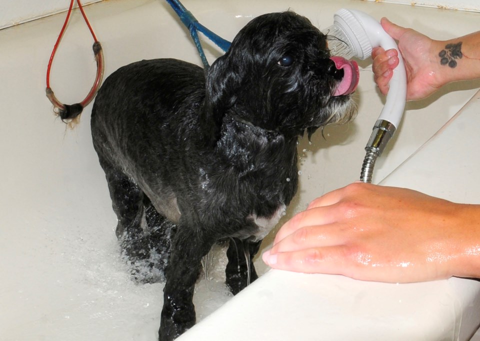 Precious Eastcott gets a bath at 4 Paws Dog Daycare and Grooming. The centre will have groomers in this year&#8217;s 11th Annual Spring Dog Wash.