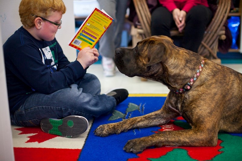 Quenton Bullock reads to Sally, a Bull Mastiff-St. Bernard mix, at Ecole Olds Elementary School.
