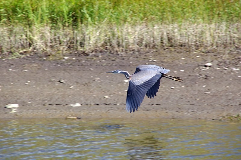 One of the blue herons that frequents the Olds Golf Club, which was recently recertified as a Certified Audubon Cooperative Sanctuary.