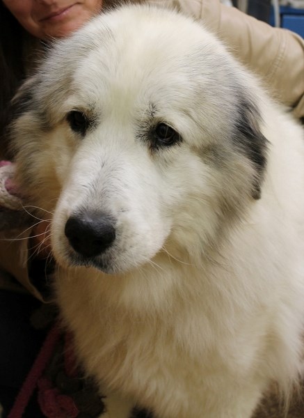 Solei, a great Pyrenees dog, was found living in a car with a woman and two cats earlier this month. A group of people concerned for the dog&#8217;s welfare took her from the 