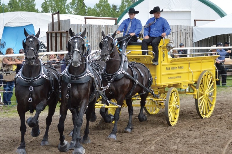 Cody Woodbury (left) pilots his carriage alongside Dean Woodbury at the Four Horse Hitch Show at the Central Alberta Draft Horse Classic, held at the Olds Regional Exhibition 