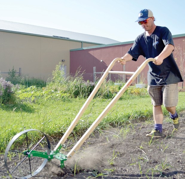 James Edwards, garden coordinator of the now-called Community Healing Garden, pushes a wheel hoe in Olds on July 27. The tool was used to cultivate land before the increase