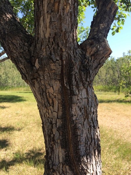 This is an example of a &#8220;cracked ash,&#8221; an ash tree with a crack in it.