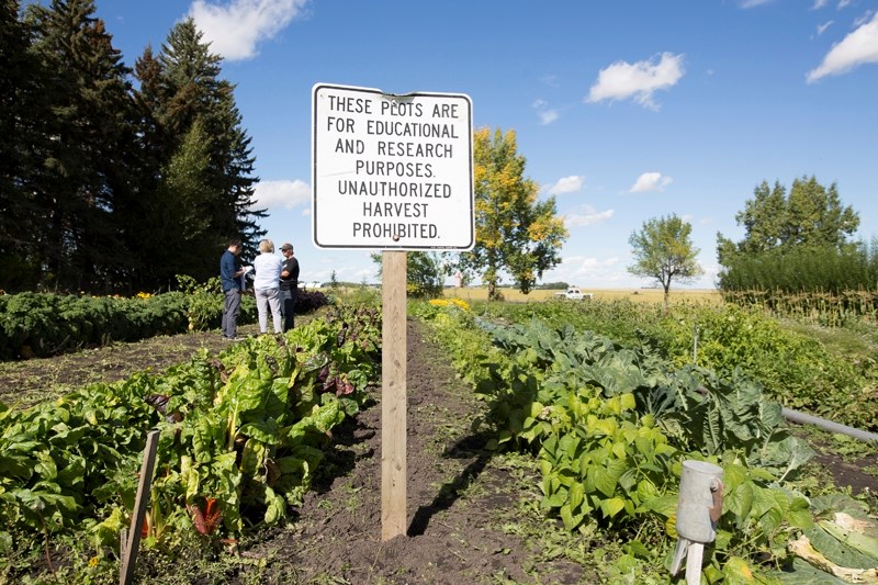 A sign sits in front of an area of the garden on the Olds College campus where vegetables were stolen as college officials discuss the theft with a reporter.