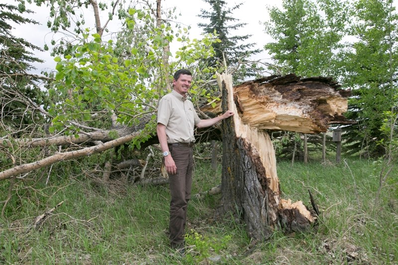 Olds College arboriculture instructor Laurie Newsham with a large poplar tree that came down off of Highway 27 during a wind storm.