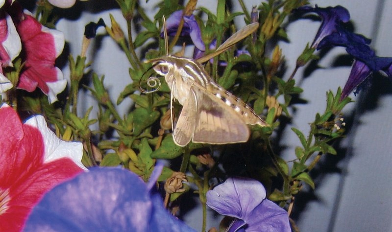 This White-lined Sphinx Moth was an uncommon find in Sandra Comer&#8217;s flowers this year.
