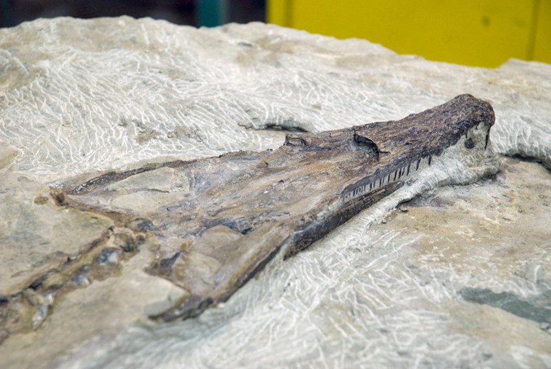 In January, restoration technicians at the Royal Tyrrell Museum finished the task of removing rock from the fossilized bones of a champsosaur unearthed at Olds College in