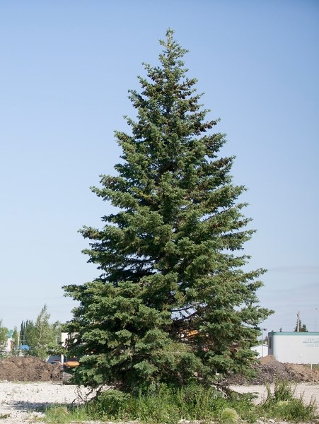 This spruce tree was planted in a courtyard within the former Olds High School building in 1995. The land it stands upon has been for sale for 18 months and the tree&#8217;s
