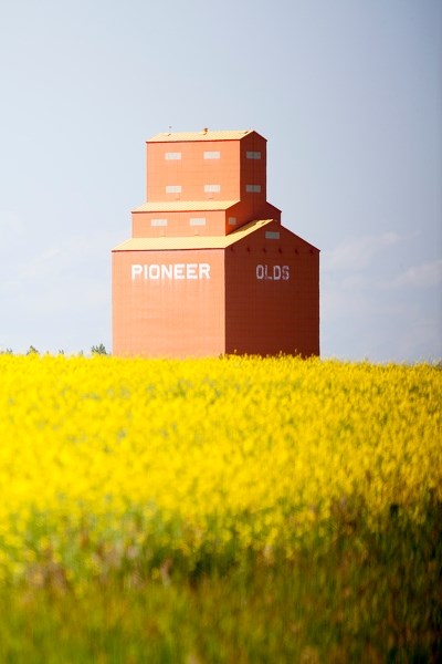 The Canola Council of Canada is organizing a conference hosted by Olds College from February 19 to 21 focusing on canola.