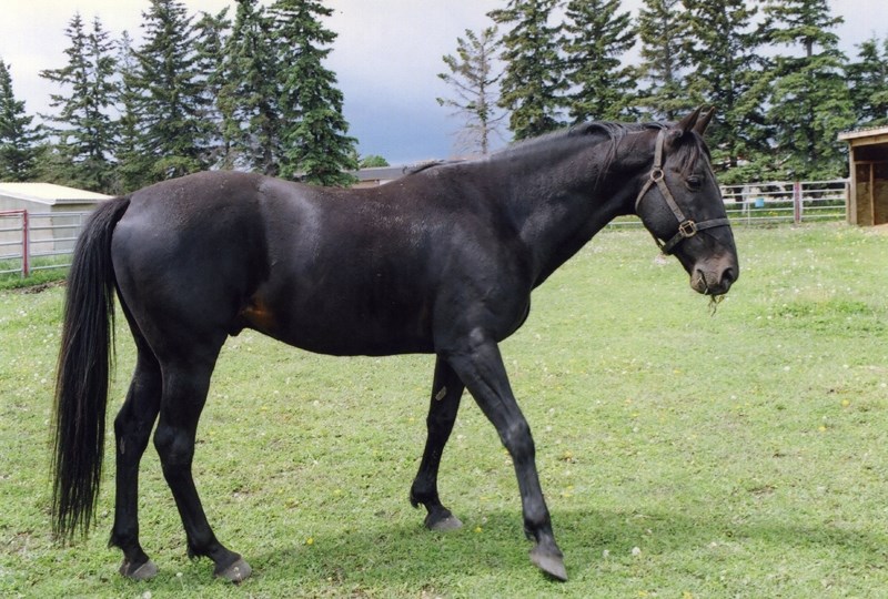 Clintons Cigar, a 15-year-old standardbred stallion, was killed on Sept. 9, 2012, when a person or group of people opened the gates to a number of horse pens at Olds College.
